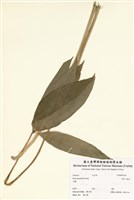 藏品(七葉一枝花)的圖片